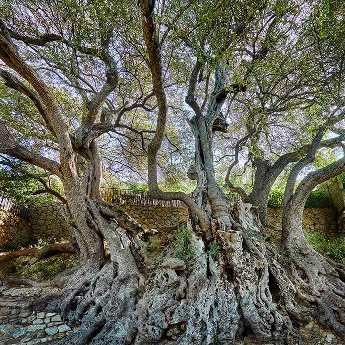 The Maybourne Riviera - Tree from Le Corbusier Pathway